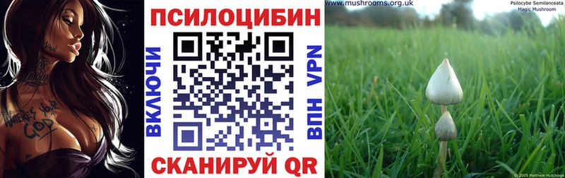 цены   Заозёрск  Псилоцибиновые грибы Psilocybine cubensis 